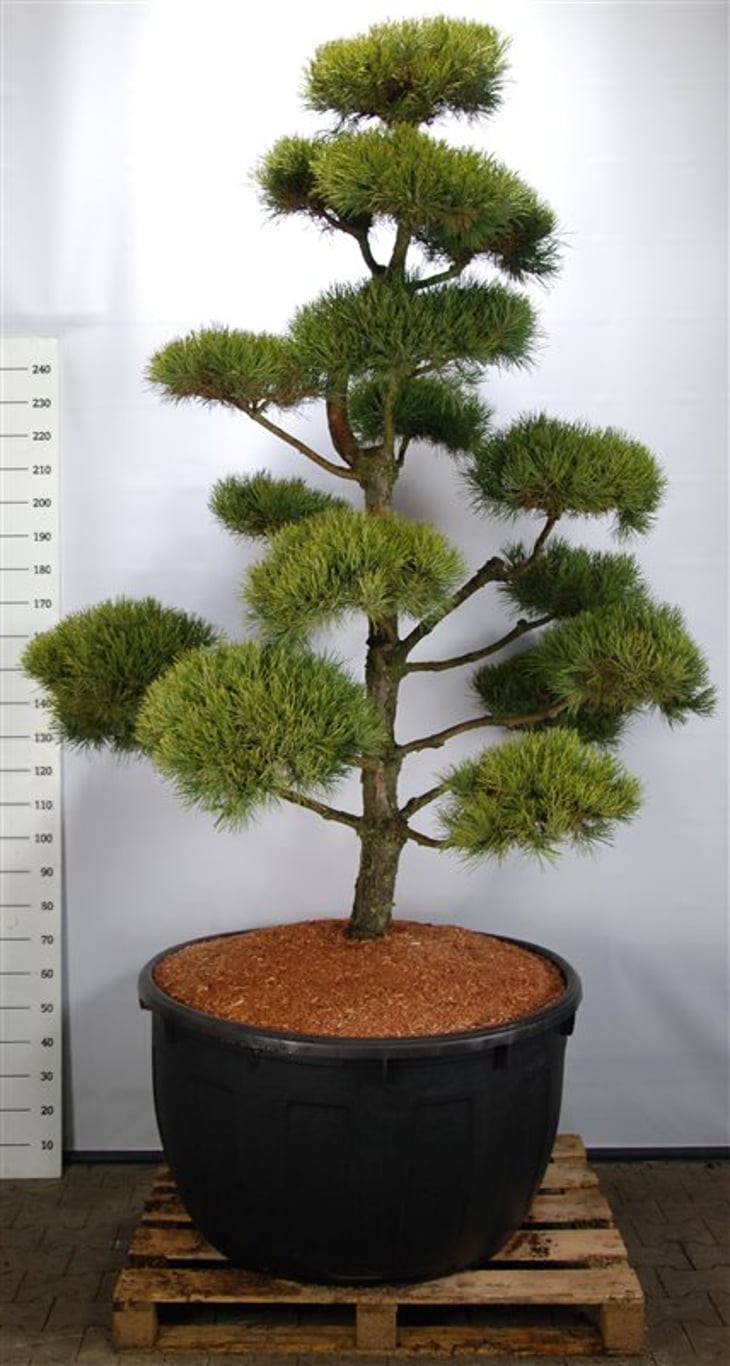 Pinus sylv. 'Norske Typ' - 250-275 CM Bonsai Cont.